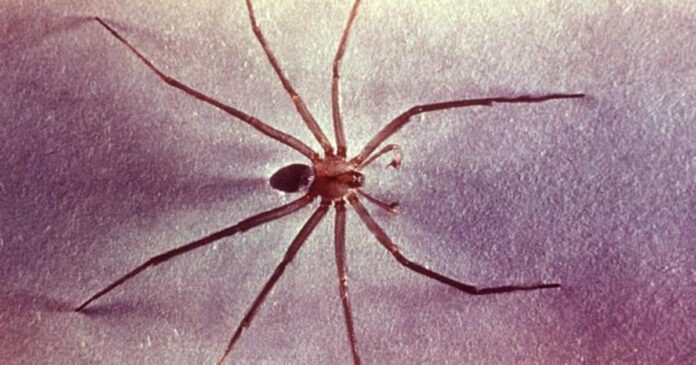 Top 5 Most Dangerous Spiders in St. George